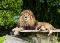 Tijd dringt voor Belgische dierentuin: leeuwen moeten dit jaar weg uit Pairi Daiza