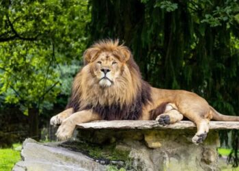 Tijd dringt voor Belgische dierentuin: leeuwen moeten dit jaar weg uit Pairi Daiza