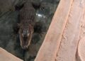 Anonieme weldoener schenkt Brabantse dierentuin een kas: mogelijk plek voor alligators