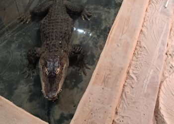 Anonieme weldoener schenkt Brabantse dierentuin een kas: mogelijk plek voor alligators