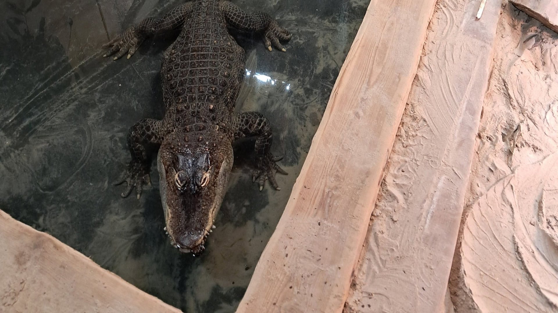 Anonieme weldoener schenkt Brabantse dierentuin een kas: mogelijk plek voor alligators